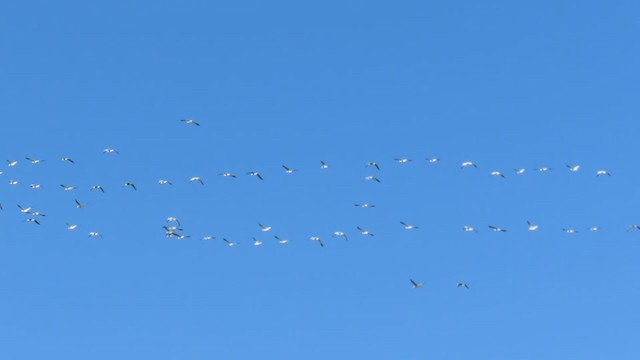 אווז שלג - ML280321111