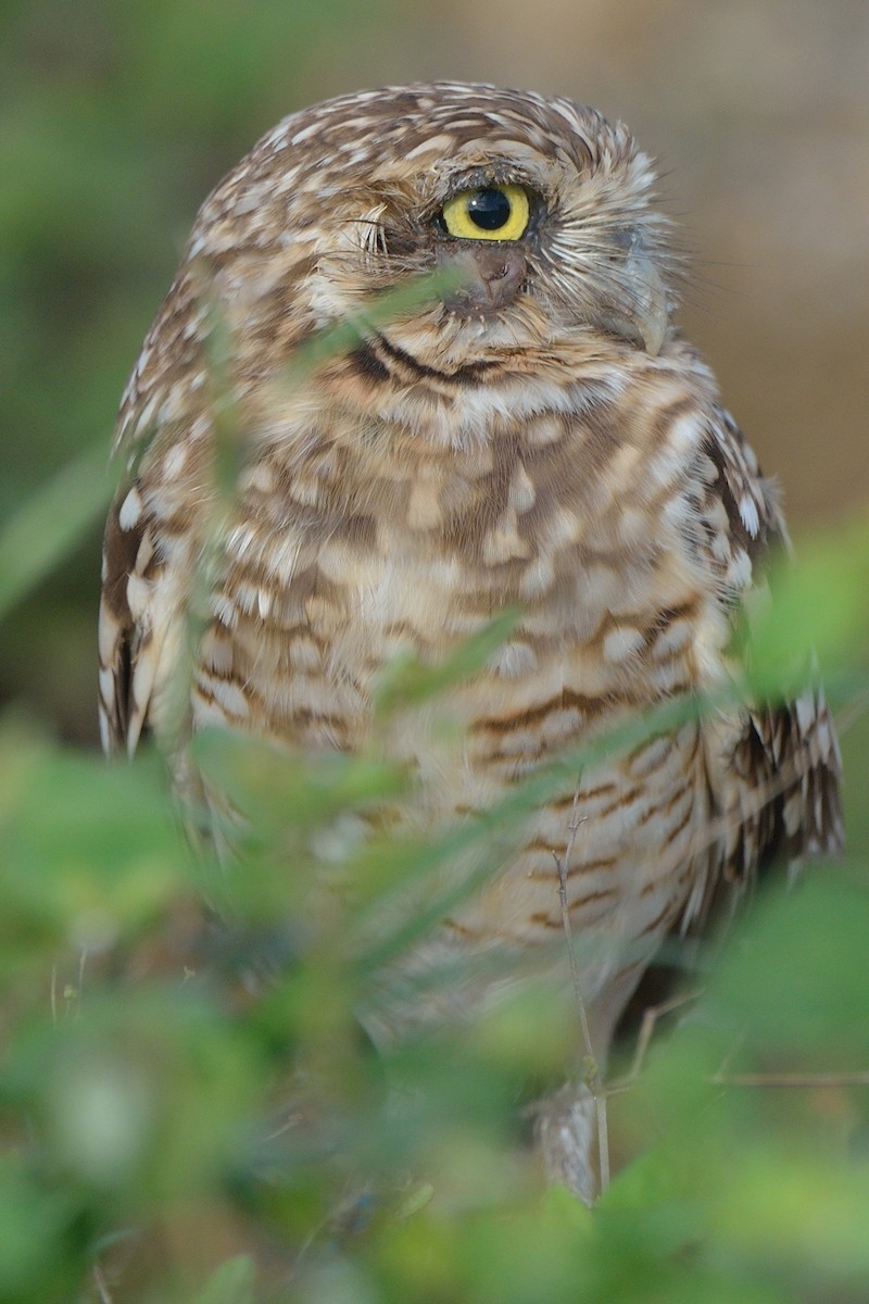 Burrowing Owl - ML280321421