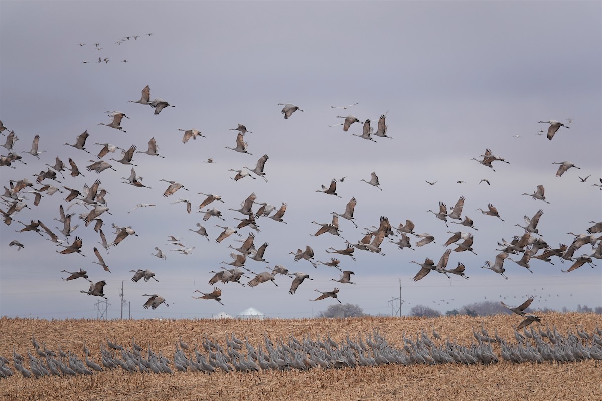 Sandhill Crane - ML280322261