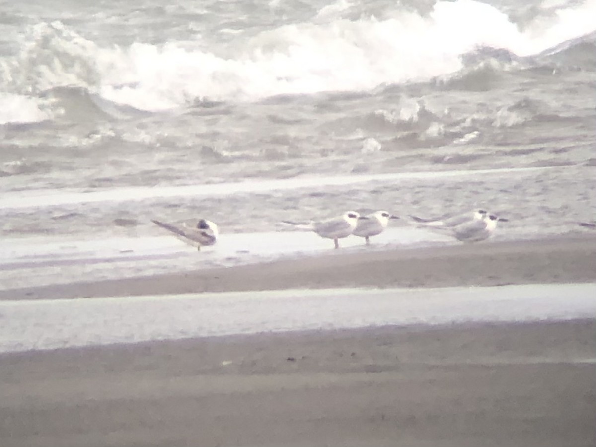 Common Tern - ML280323071