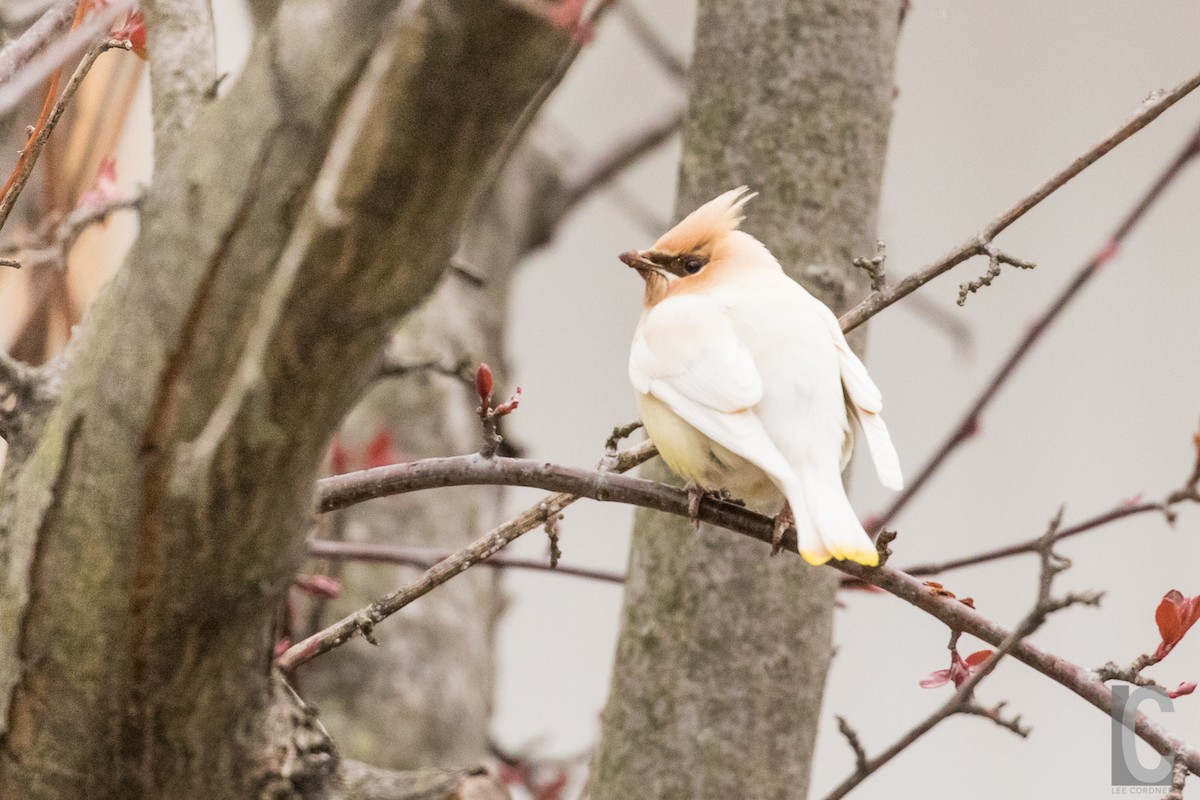Cedar Waxwing - ML28032401