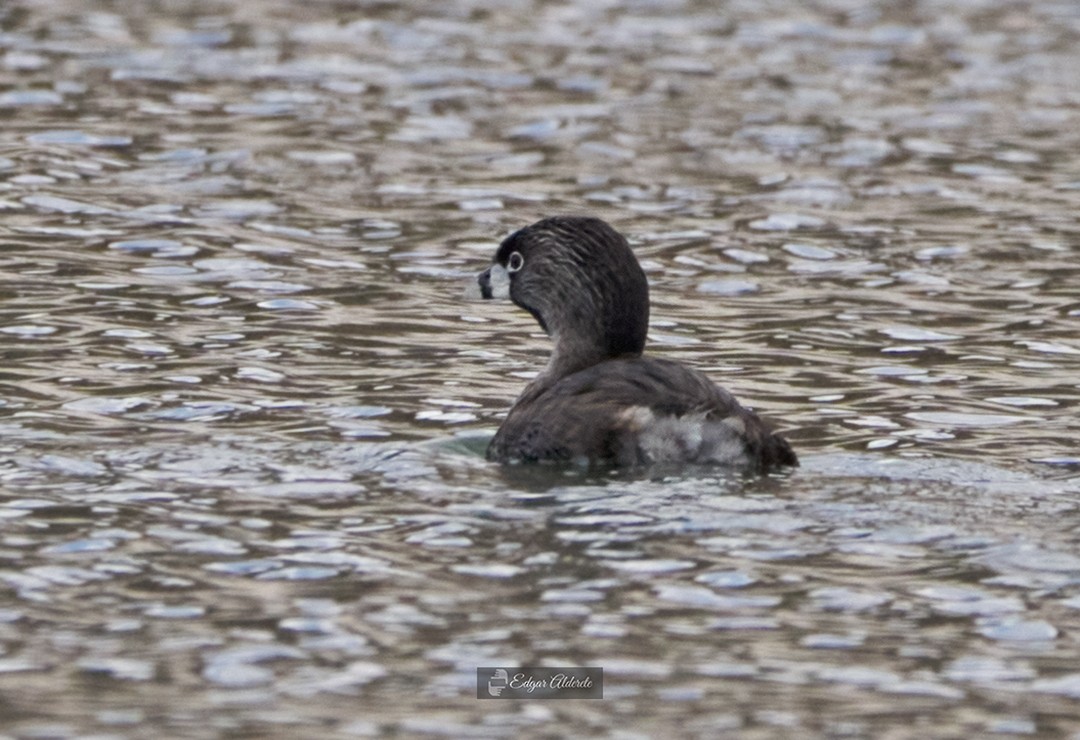 Pied-billed Grebe - ML280325361