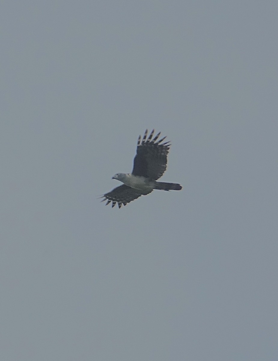 Gray-headed Kite - ML280327211