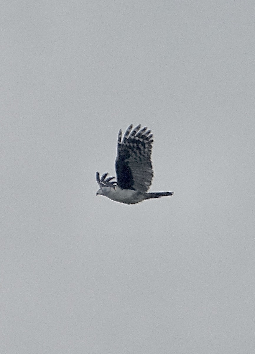 Gray-headed Kite - ML280327221