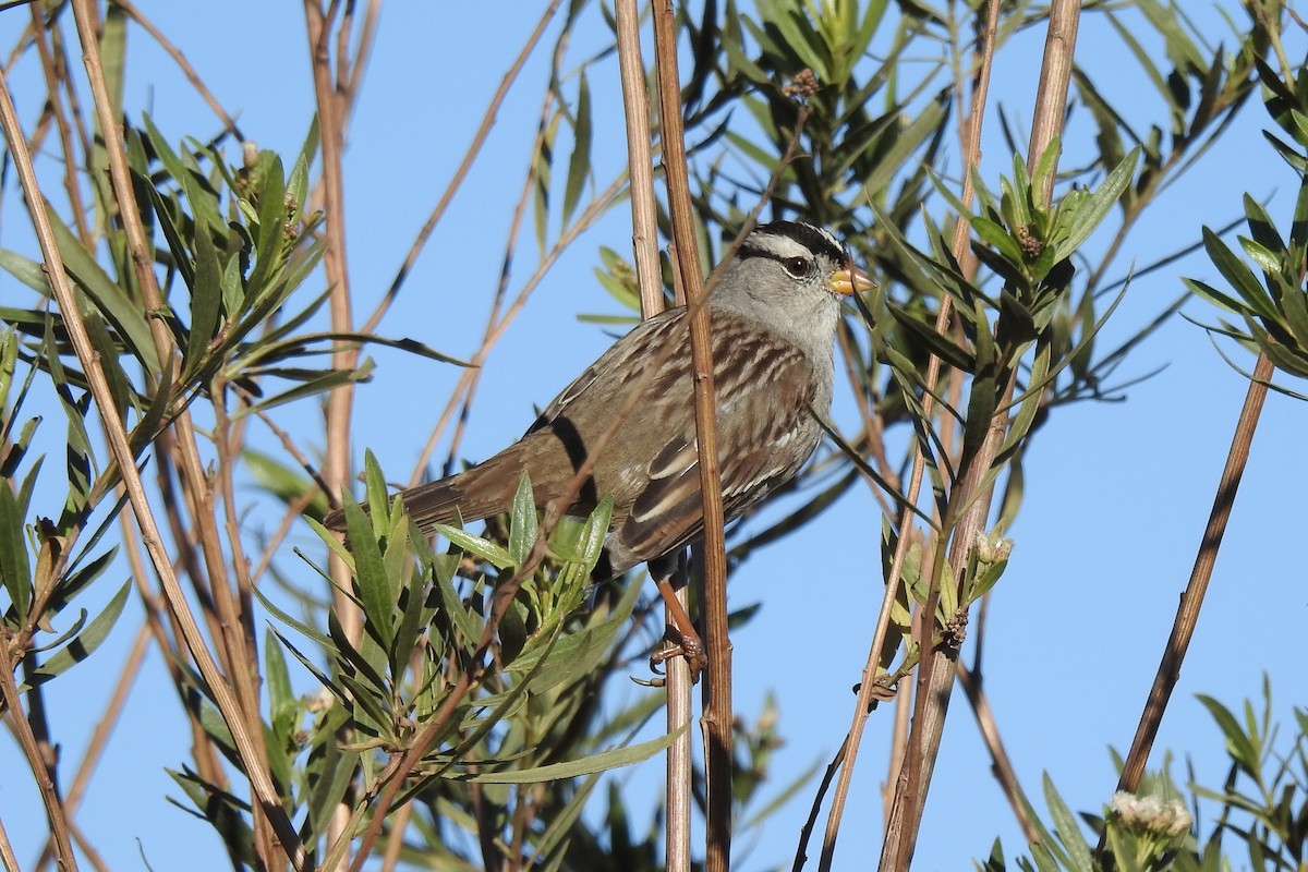 White-crowned Sparrow - ML280329941