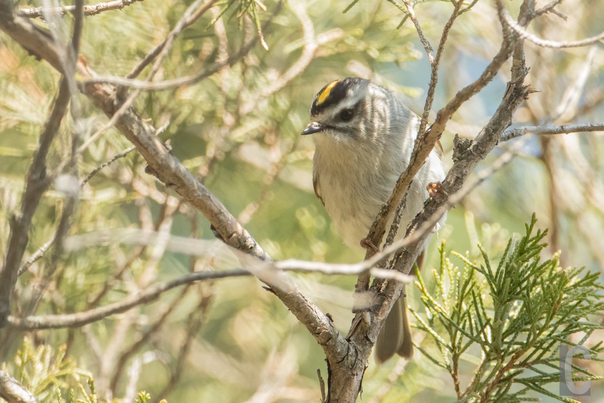 Golden-crowned Kinglet - ML28033121