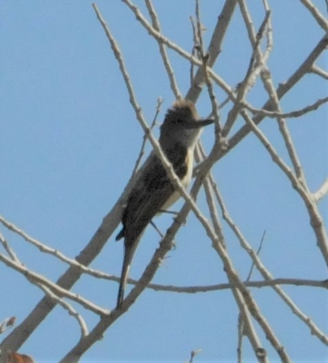 Brown-crested Flycatcher - Sue Riffe