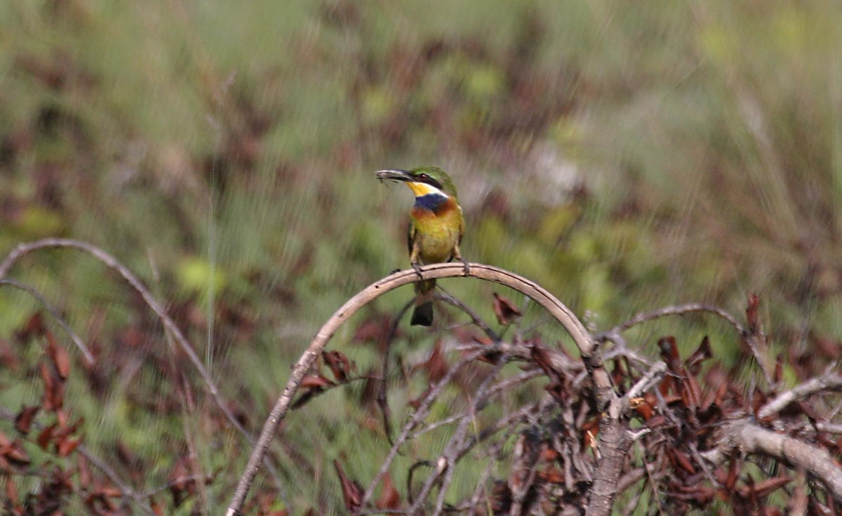 Blue-breasted Bee-eater - ML280332431