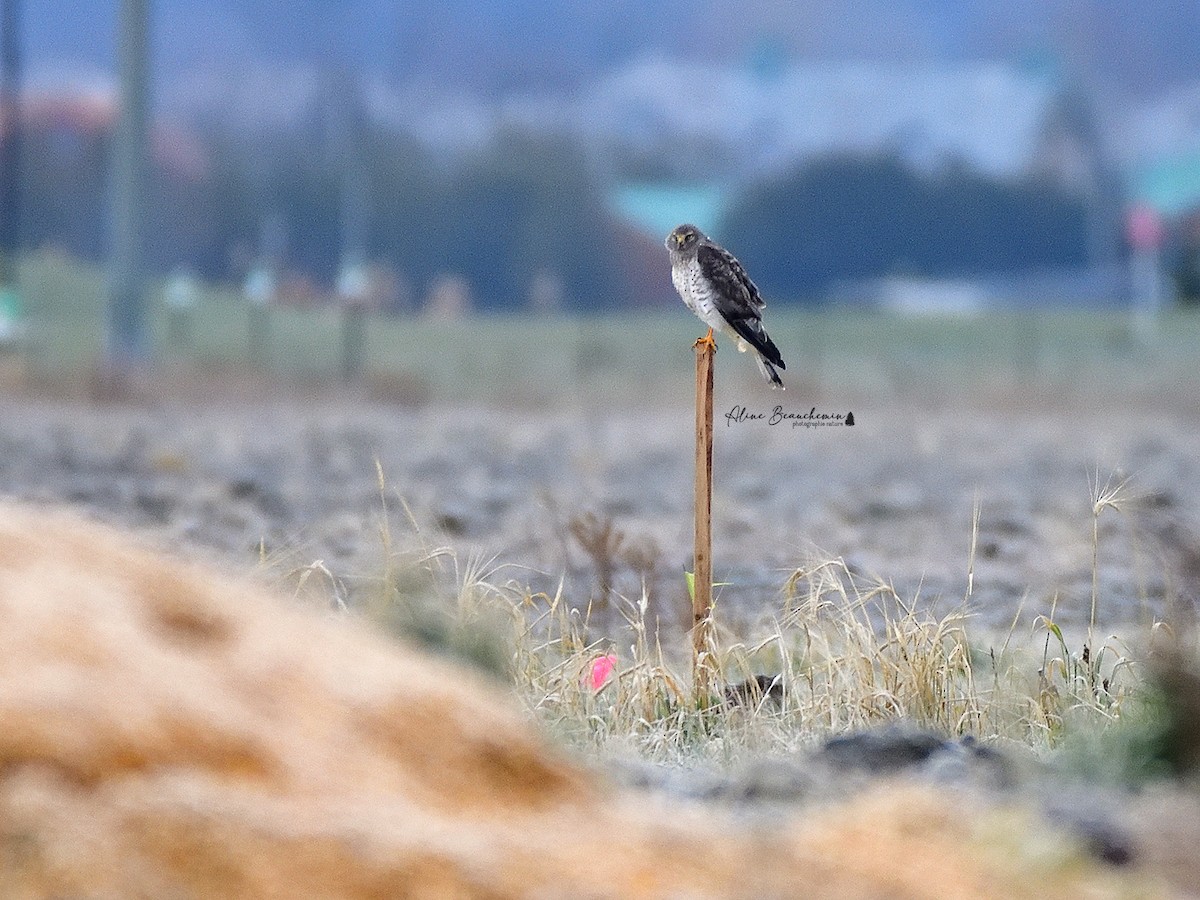 Northern Harrier - Aline Beauchemin