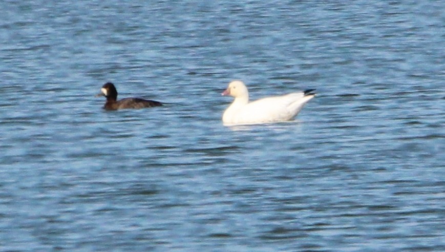 Ross's Goose - ML280333751
