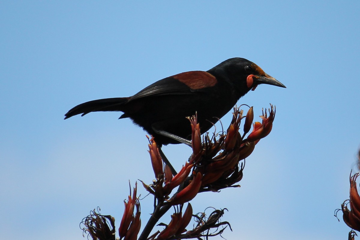 North Island Saddleback - ML280334221