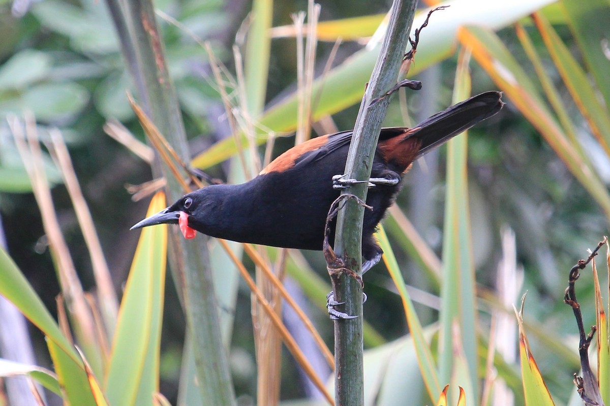 North Island Saddleback - ML280334231