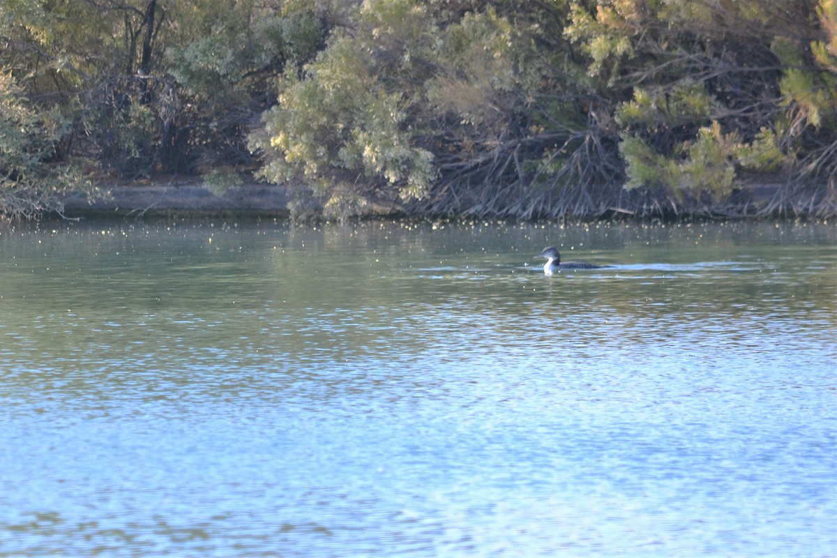 Common Loon - Will Davis