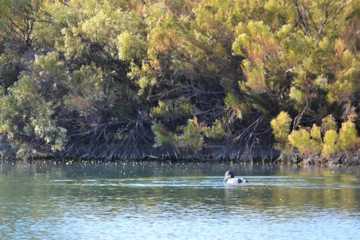 Common Loon - ML280334421