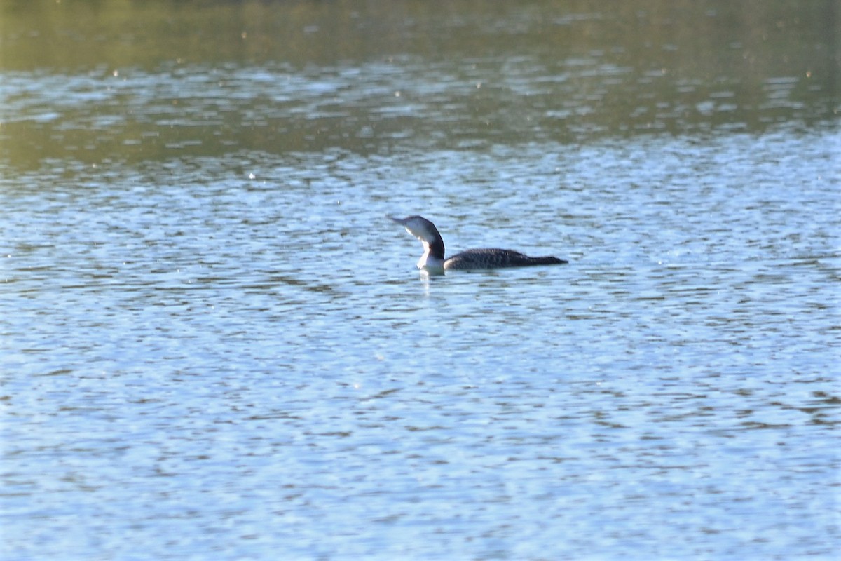 Common Loon - ML280334431