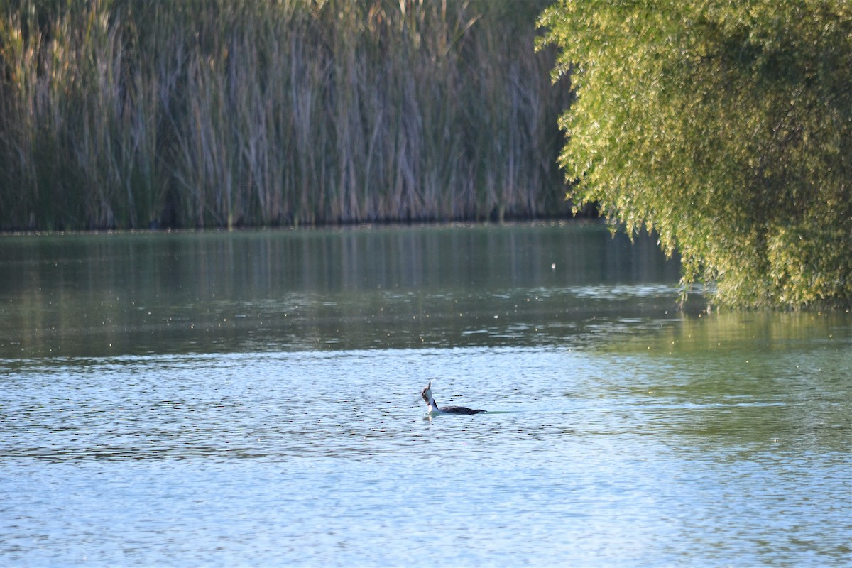 Common Loon - ML280334451