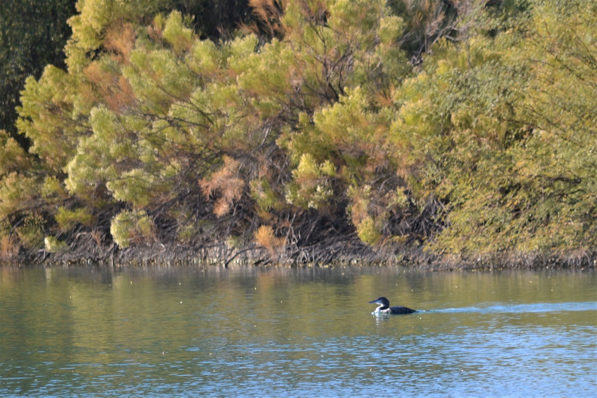 Common Loon - ML280334481