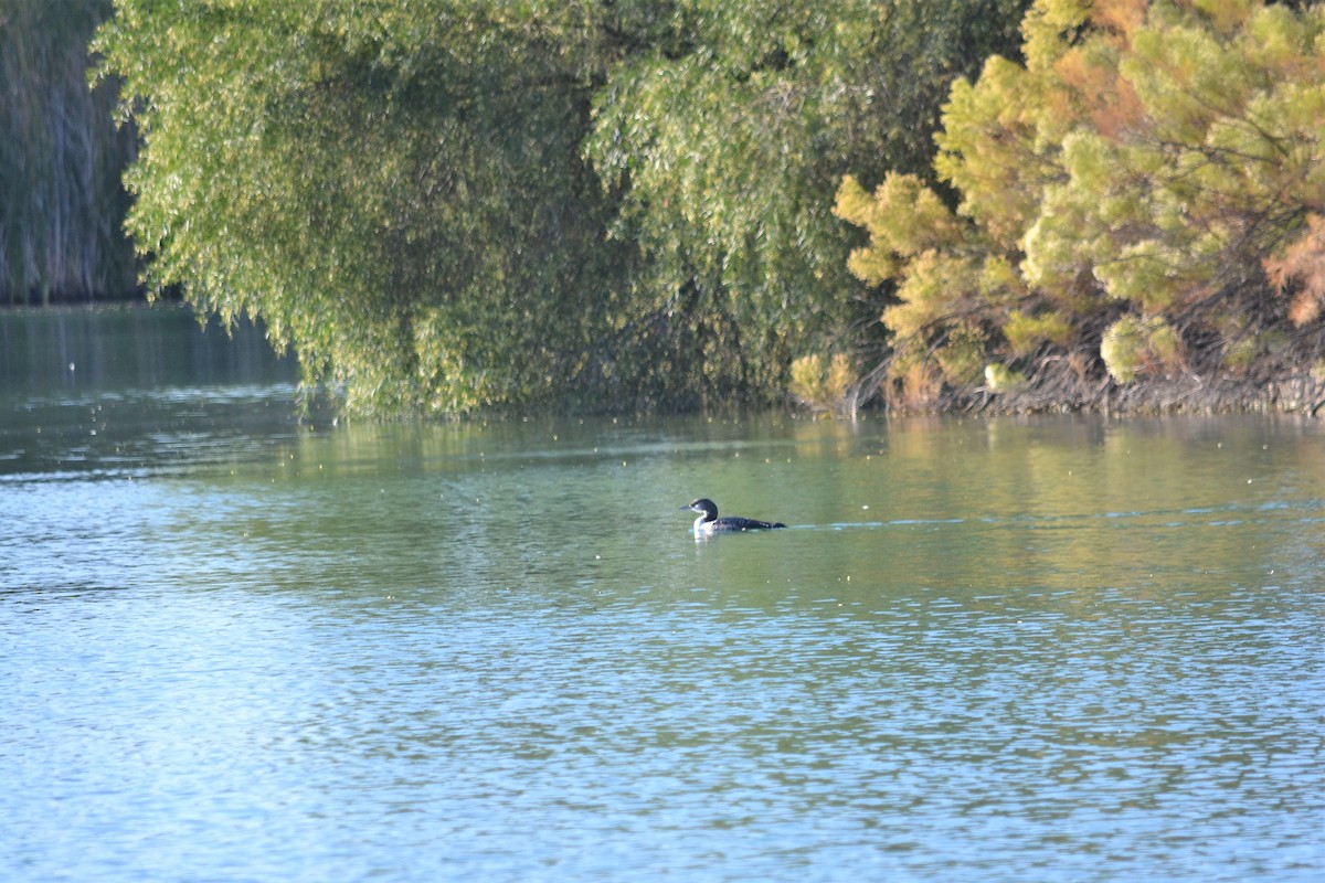 Common Loon - ML280334491