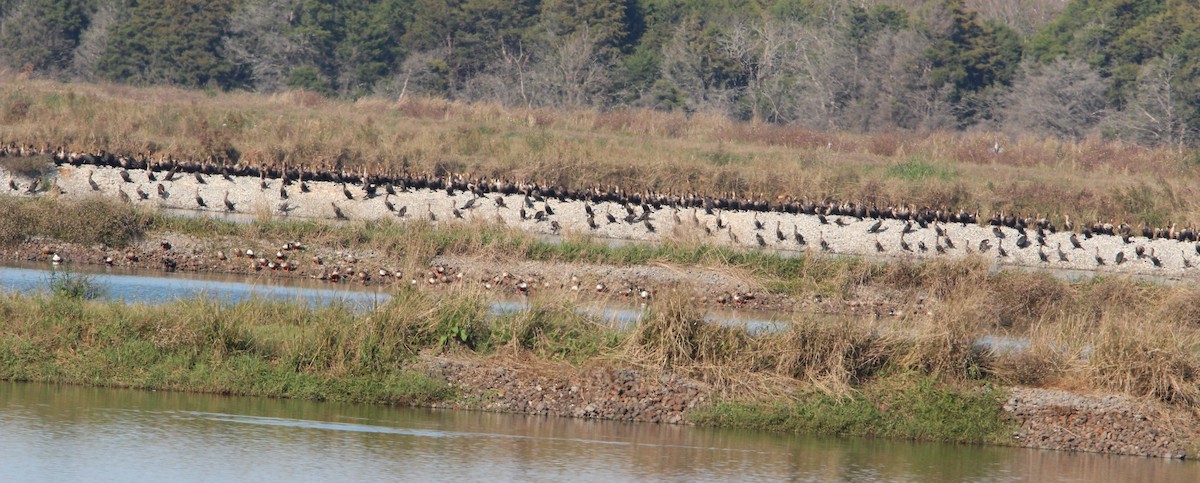 Double-crested Cormorant - ML280334531