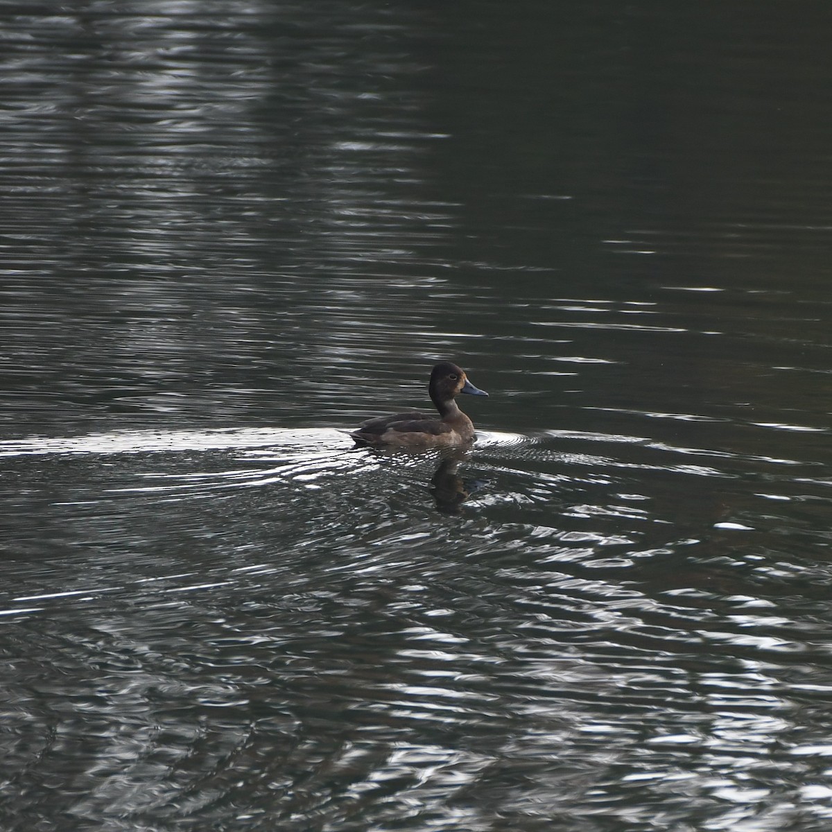 Ring-necked Duck - ML280336261