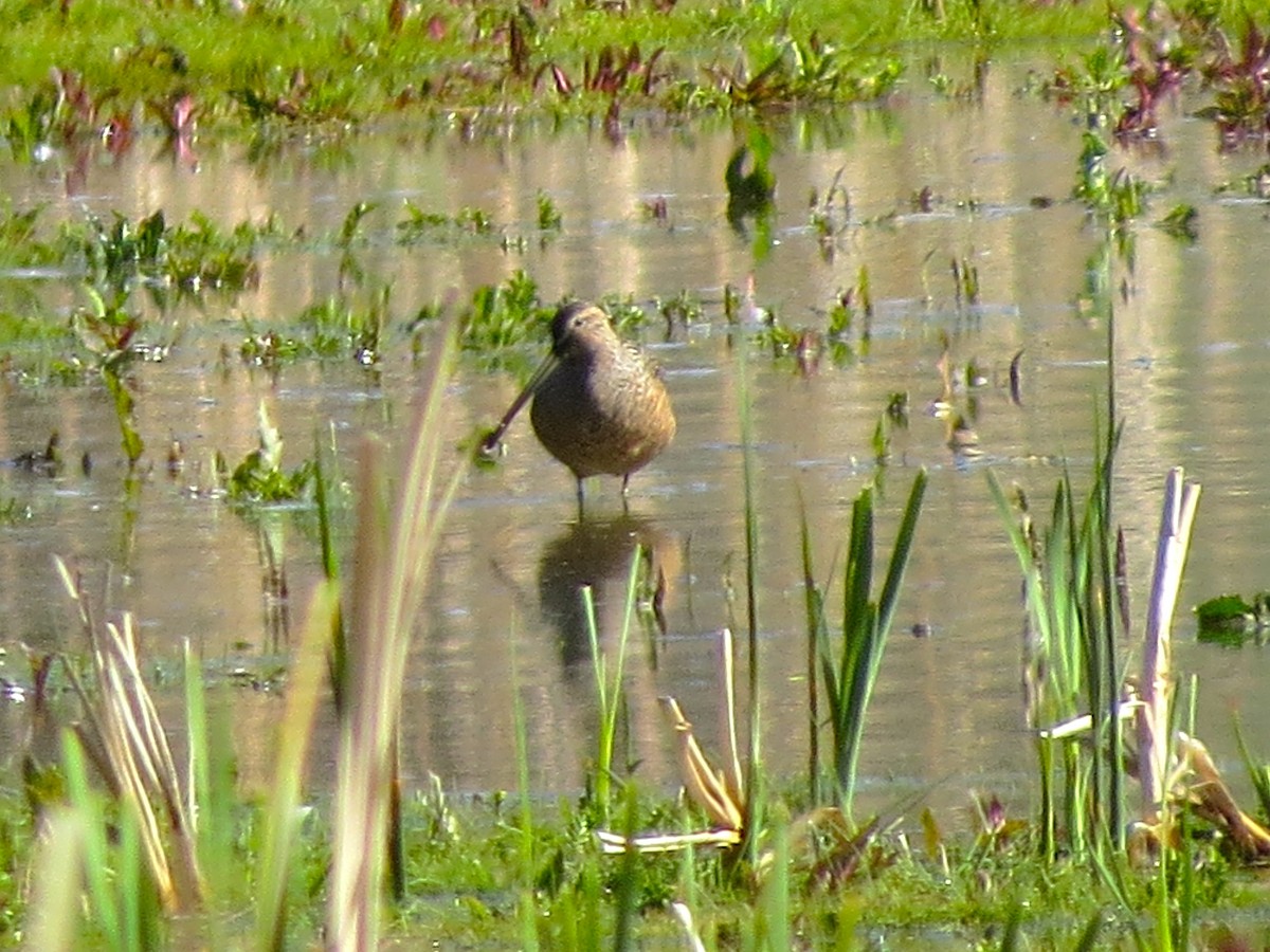 Agujeta Escolopácea - ML28033681