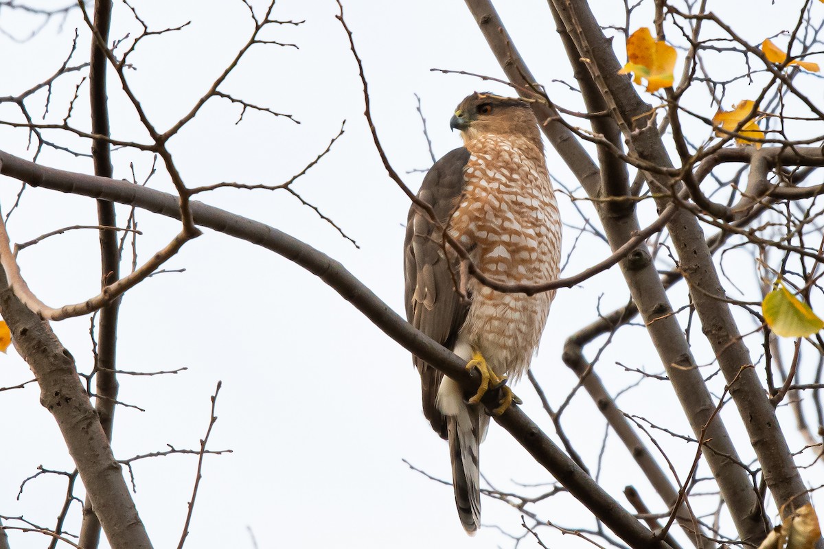 Cooper's Hawk - ML280337461