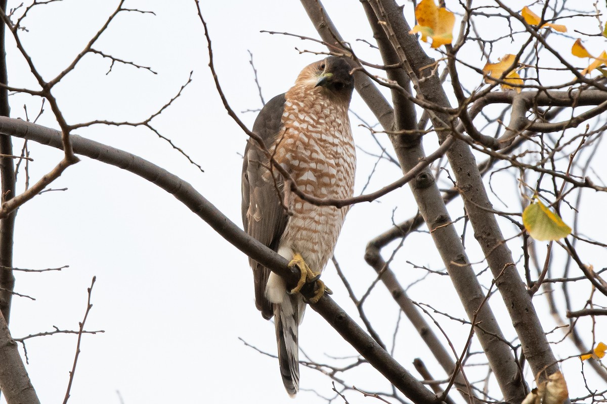 Cooper's Hawk - ML280337481