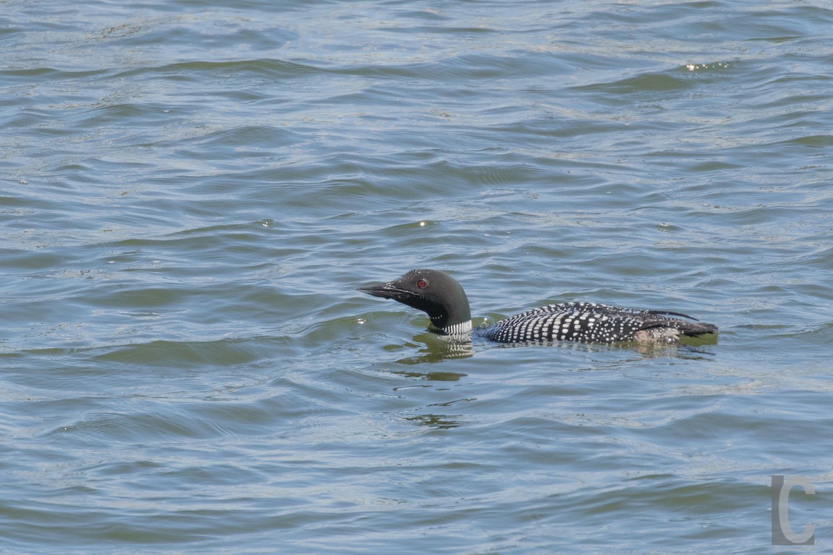 Common Loon - ML28033751