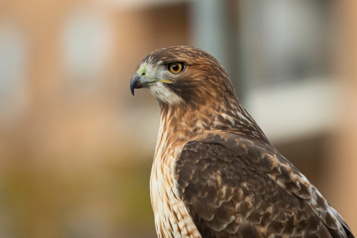 Red-tailed Hawk - ML280337651