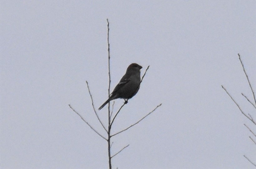 Pine Grosbeak - ML280337891