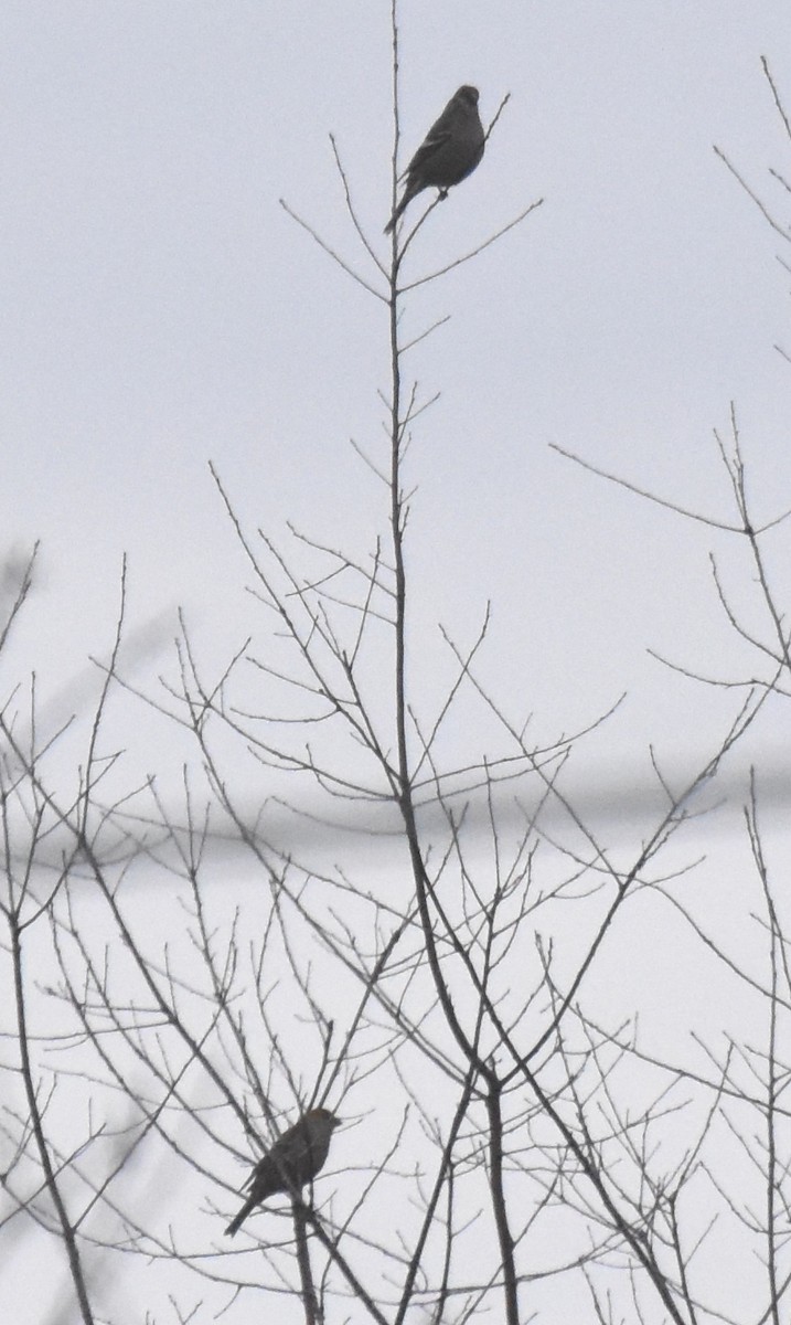 Pine Grosbeak - ML280337901