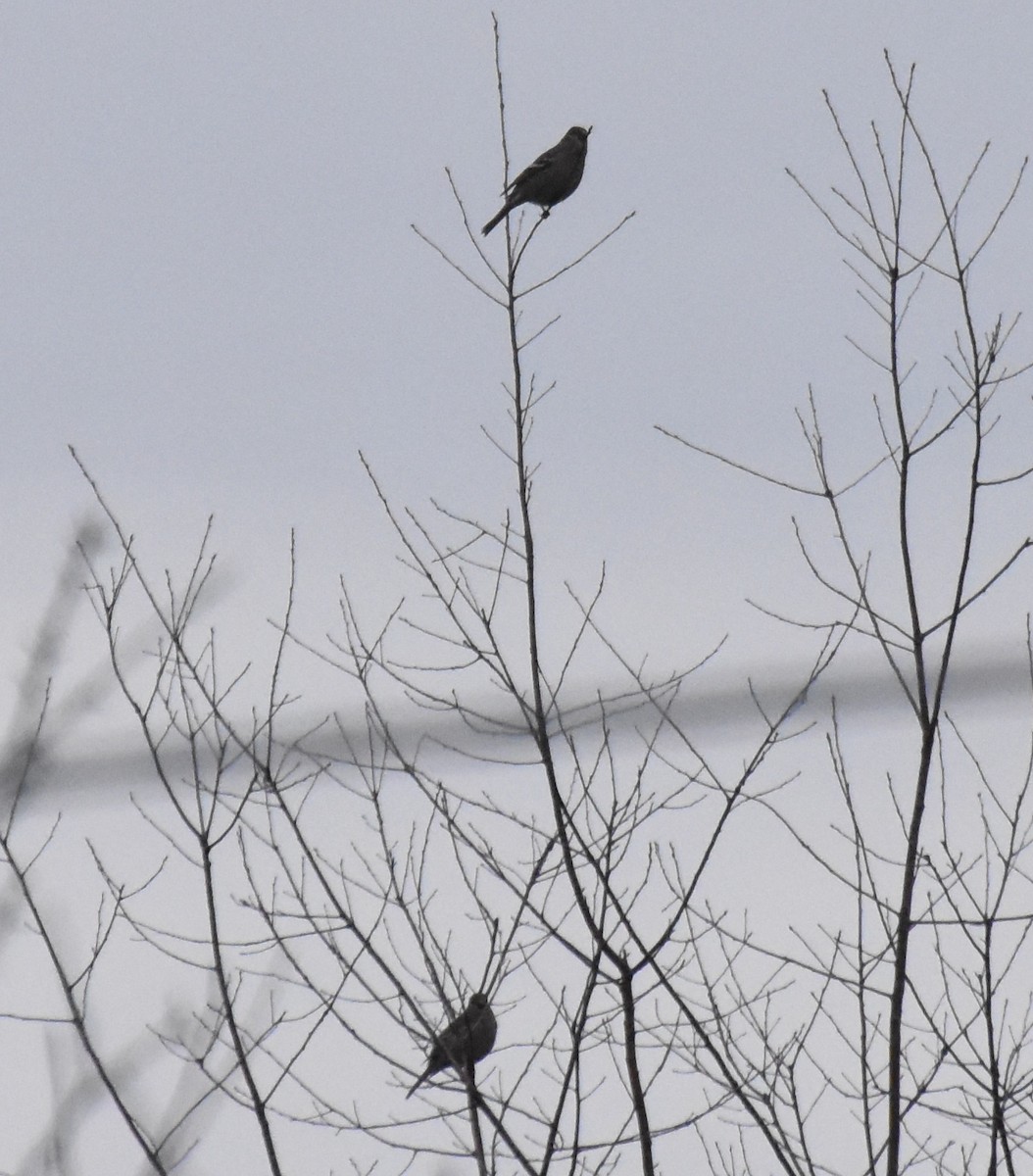 Pine Grosbeak - ML280337911