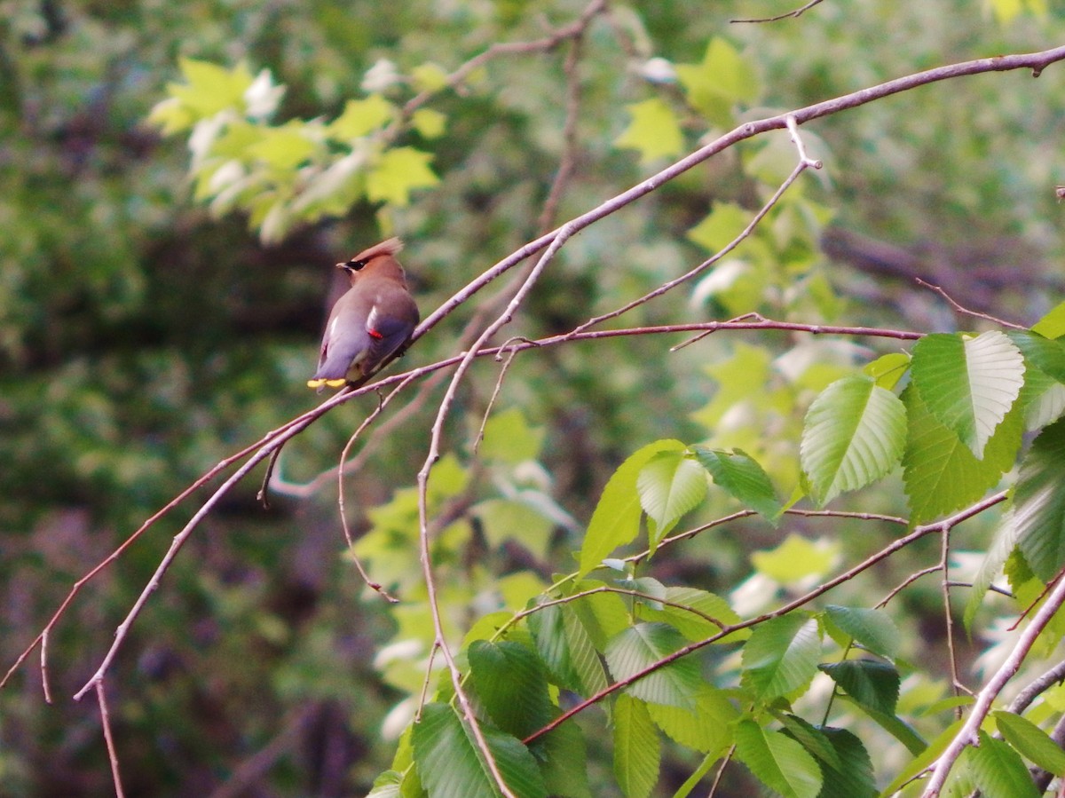 Cedar Waxwing - ML28033841