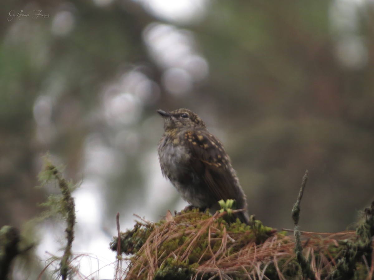 Brown-backed Solitaire - ML28033851