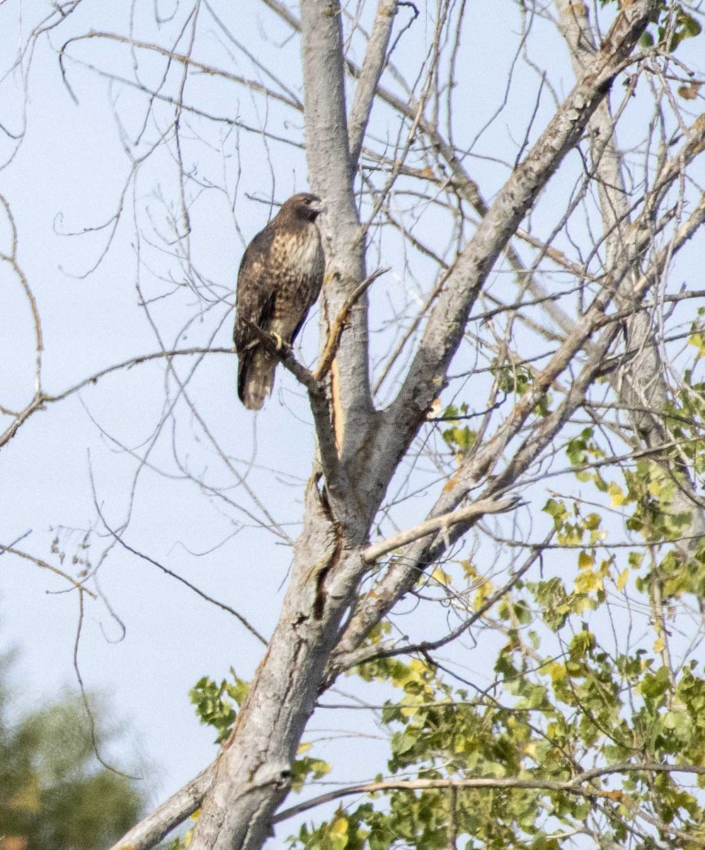 Red-tailed Hawk - ML280338751