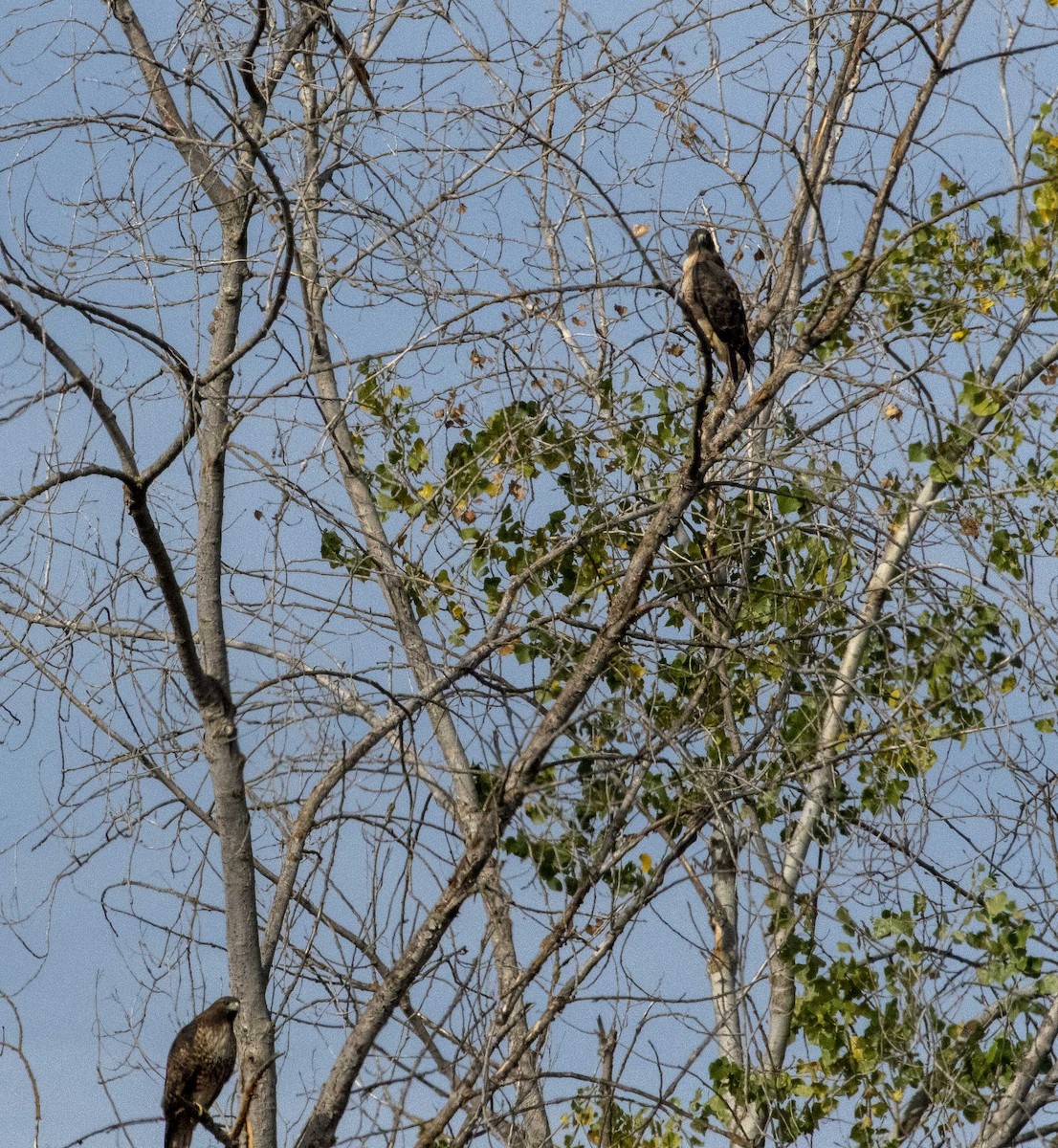 Red-tailed Hawk - ML280338761