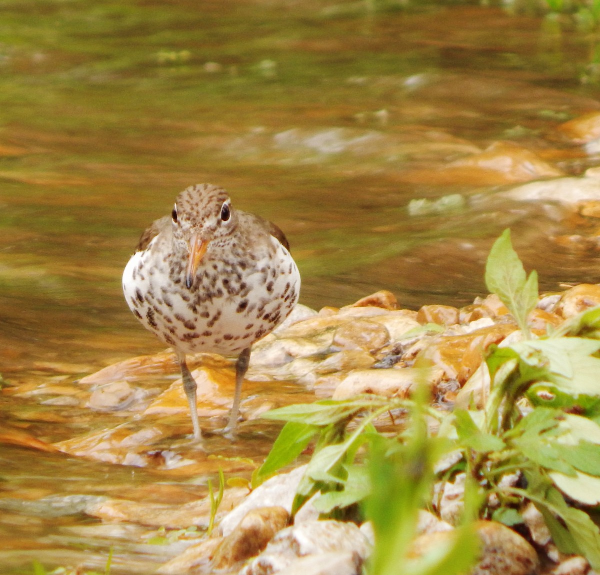 Spotted Sandpiper - ML28033881