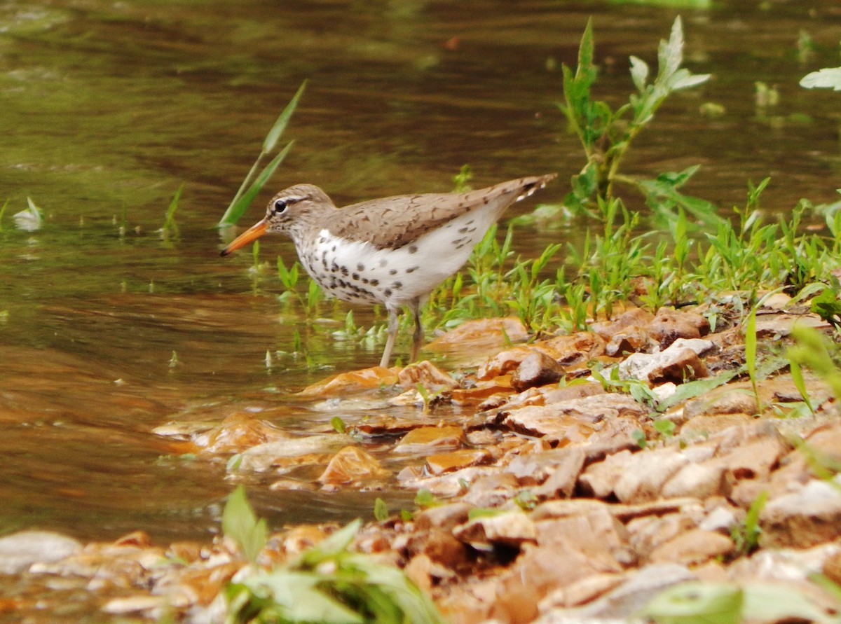 Spotted Sandpiper - ML28033891