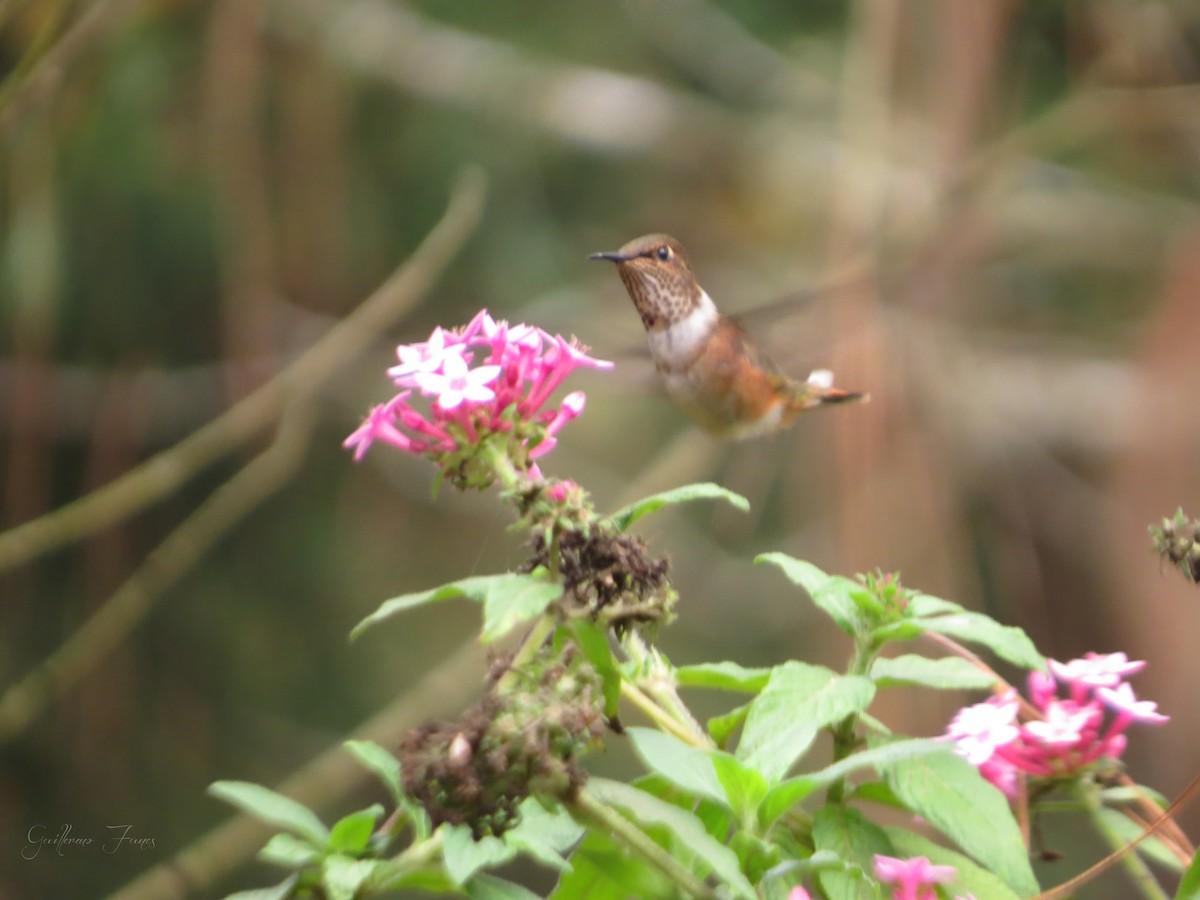Wine-throated Hummingbird - ML28033921