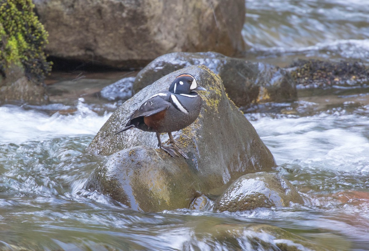 Harlequin Duck - ML28034031