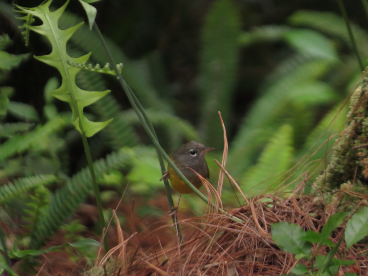 MacGillivray's Warbler - ML28034221