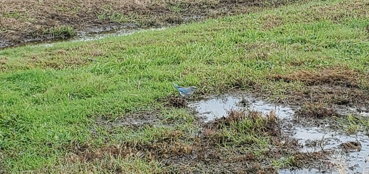 salašník horský - ML280342361