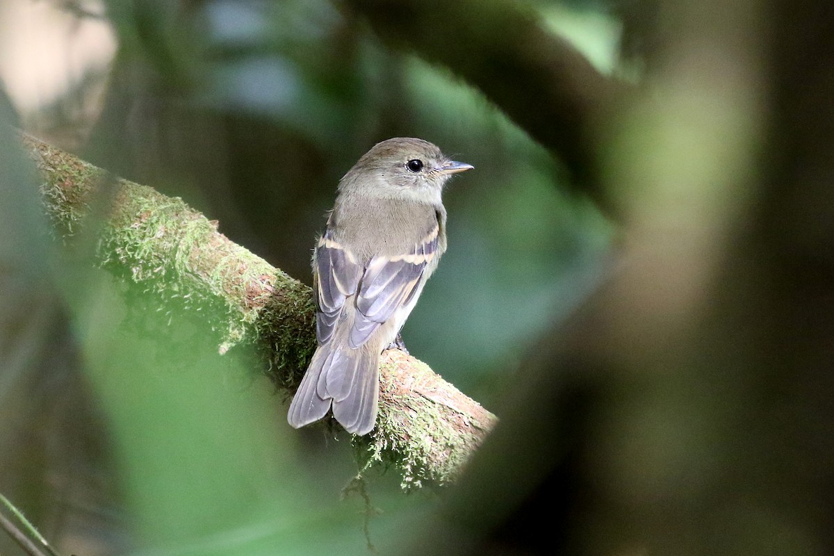 Euler's Flycatcher - ML280342691