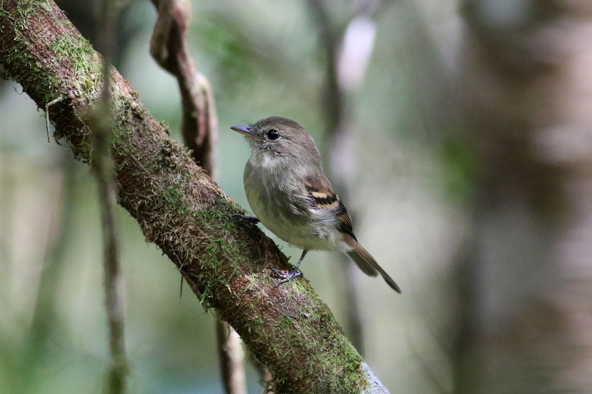 Euler's Flycatcher - ML280342701