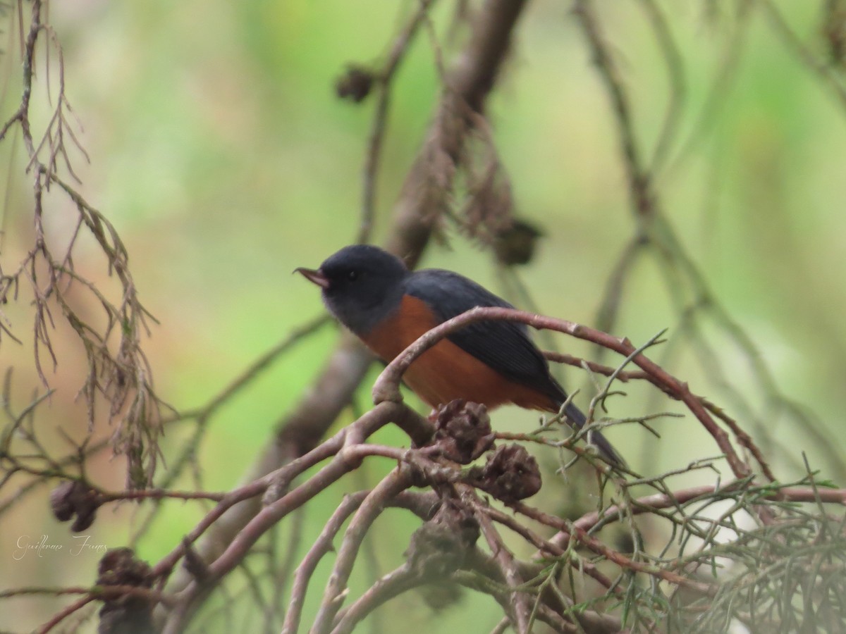 Cinnamon-bellied Flowerpiercer - ML28034291