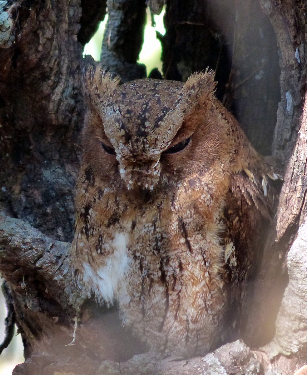 Madagascar Scops-Owl (Torotoroka) - Deanna MacPhail