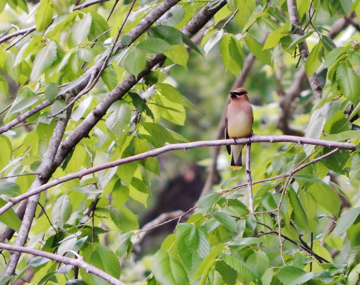 Cedar Waxwing - ML28034301