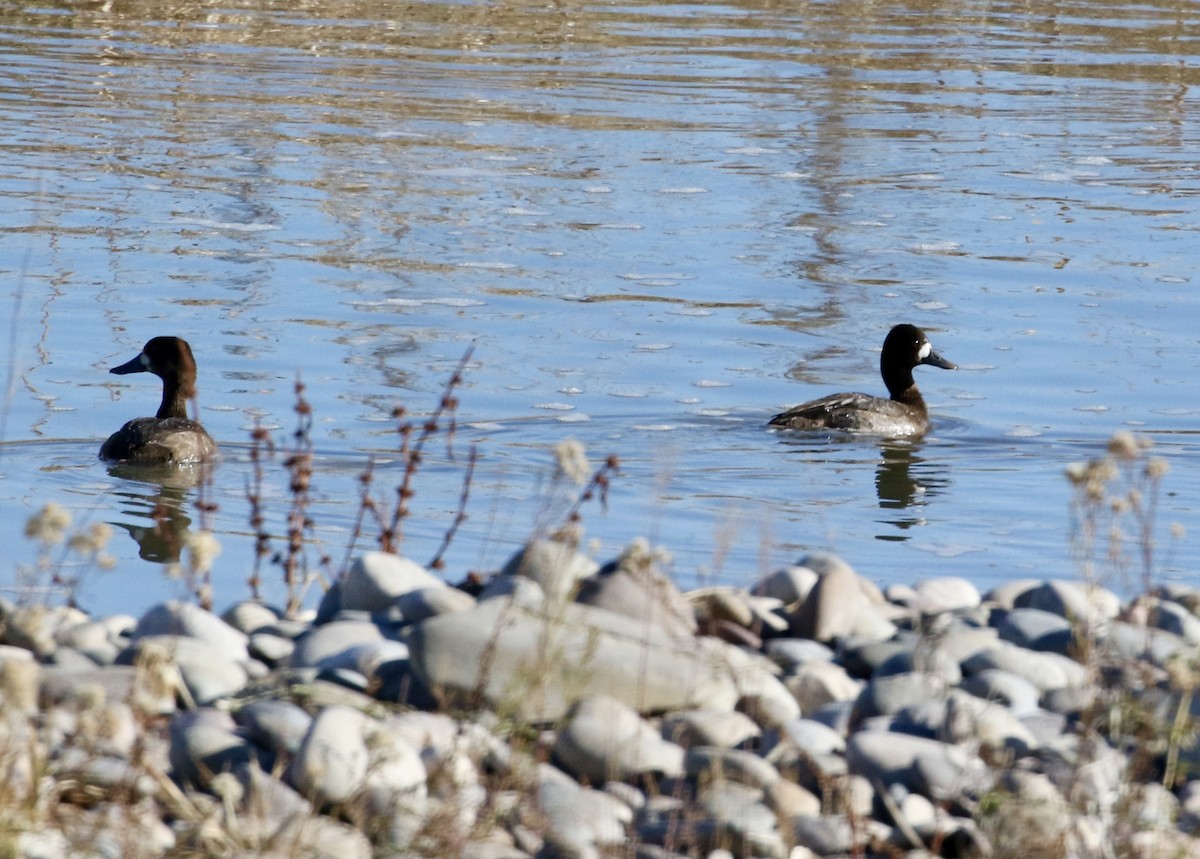 Lesser Scaup - ML280343041