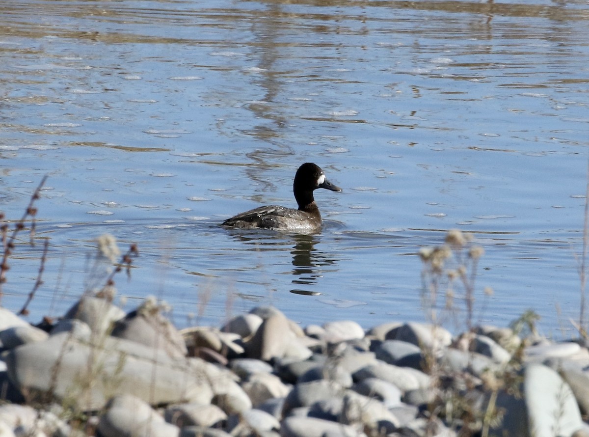 Lesser Scaup - ML280343071