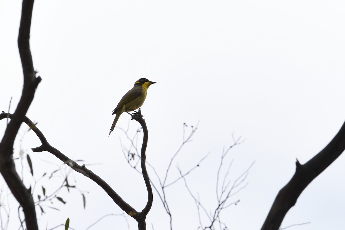 Yellow-tufted Honeyeater - ML280345421